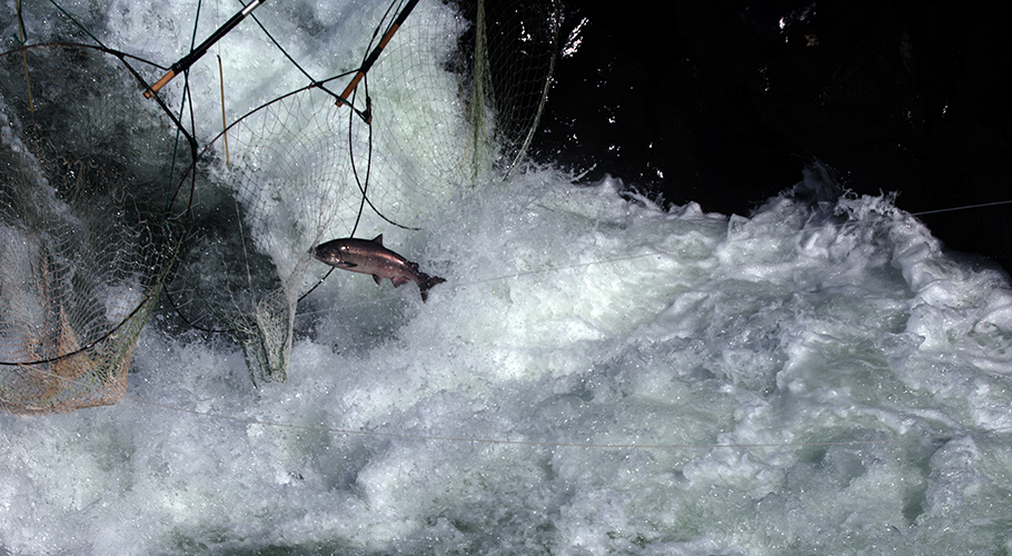 2017 Klickitat Fall’s Wild Columbia Salmon